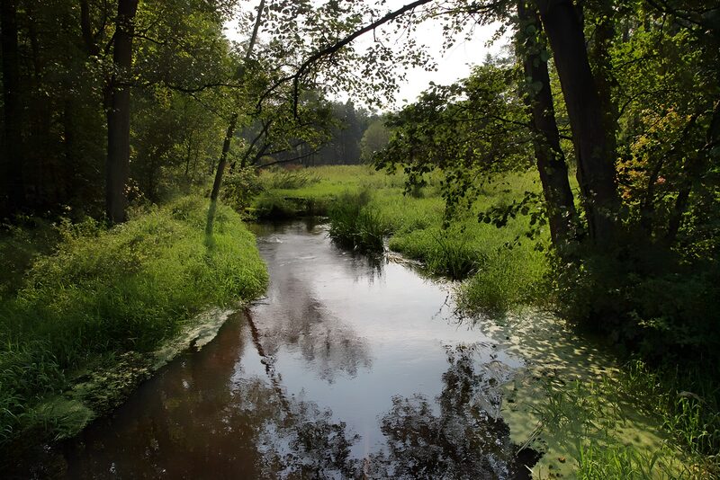 Rustige beek omgeven door natuur