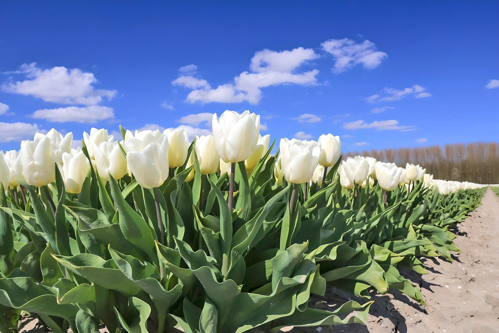 Witte tulpen onder de blauwe lucht