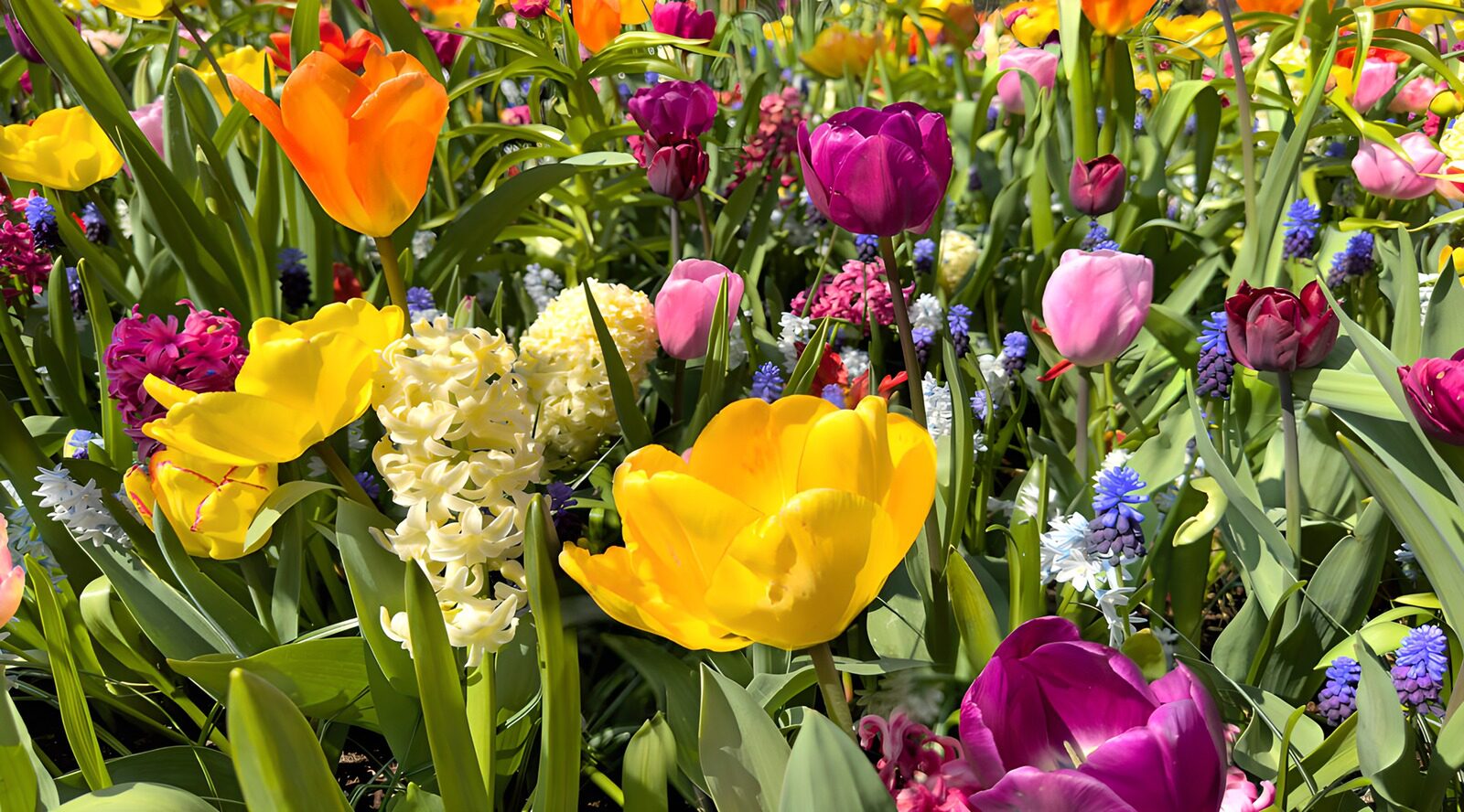 Kleurrijke Bloementuin in Lente