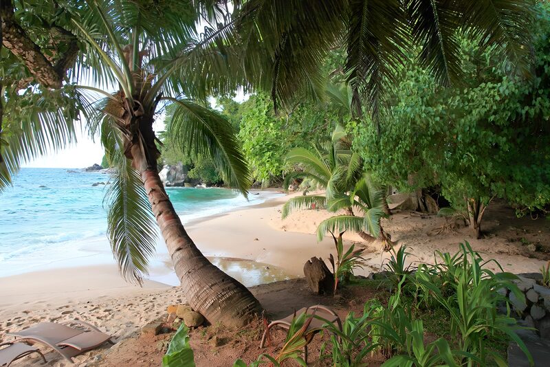 Tropisch strand met palmbomen