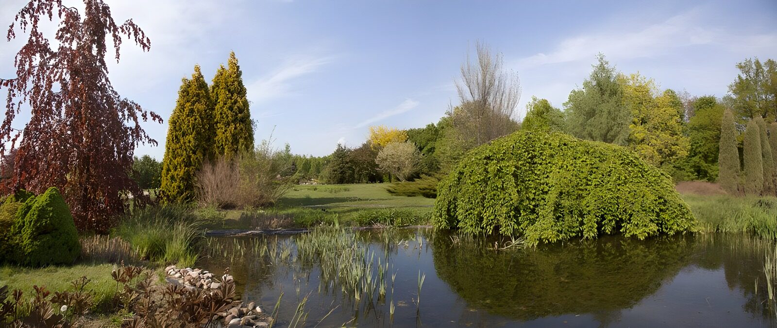 Rustige tuin met vijver en bomen