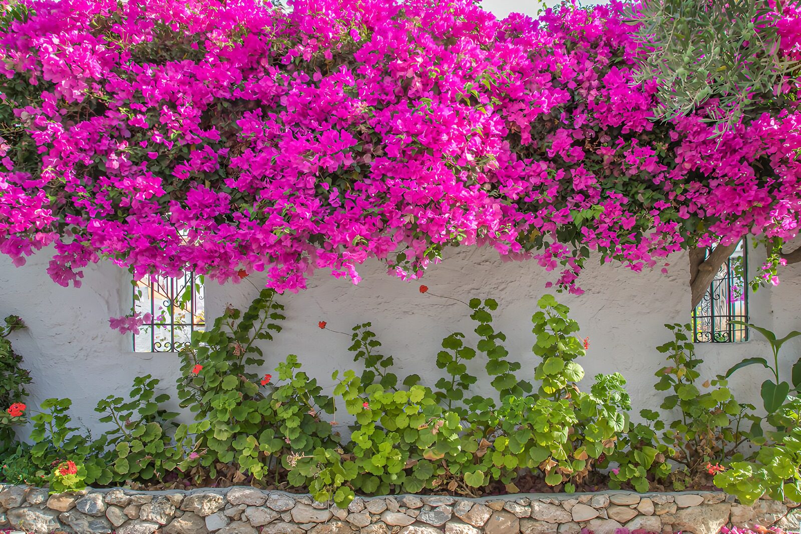 Prachtige bougainvillea aan een muur
