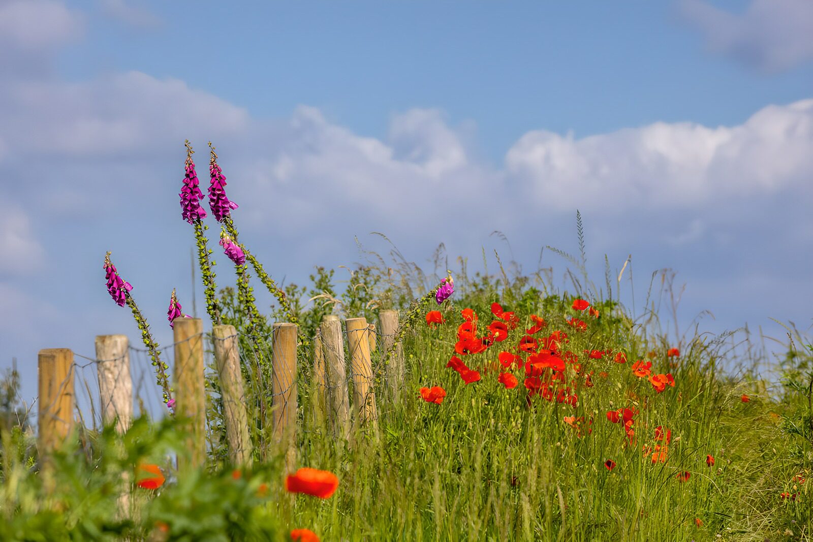 Kleurrijke bloemen langs het hek