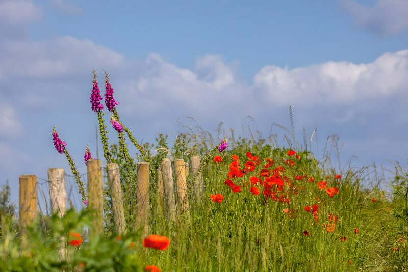 Kleurrijke bloemen langs het hek