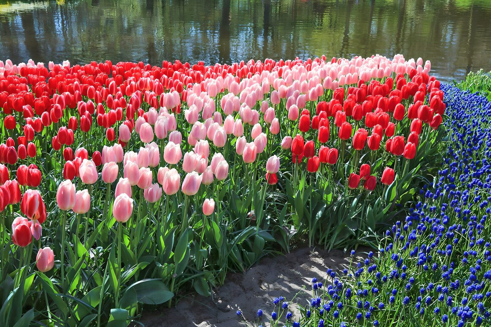 Kleurrijke tulpenvelden bij het water