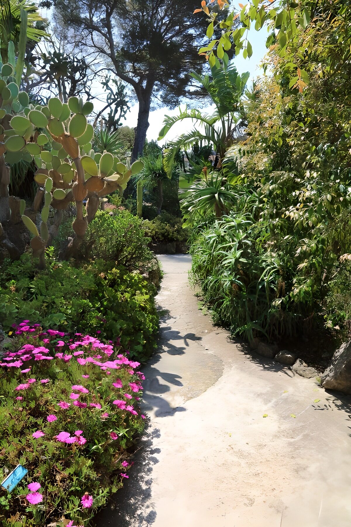 Zonnig pad door een weelderige tuin
