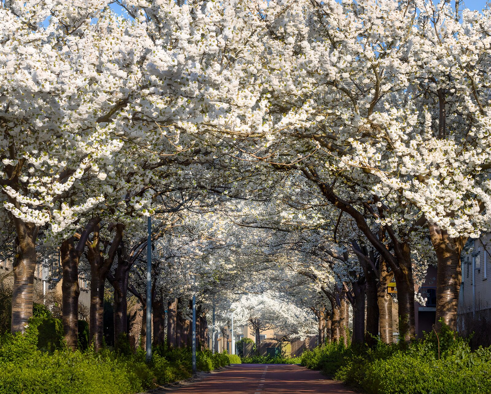Bloesemroute onder een heldere lucht