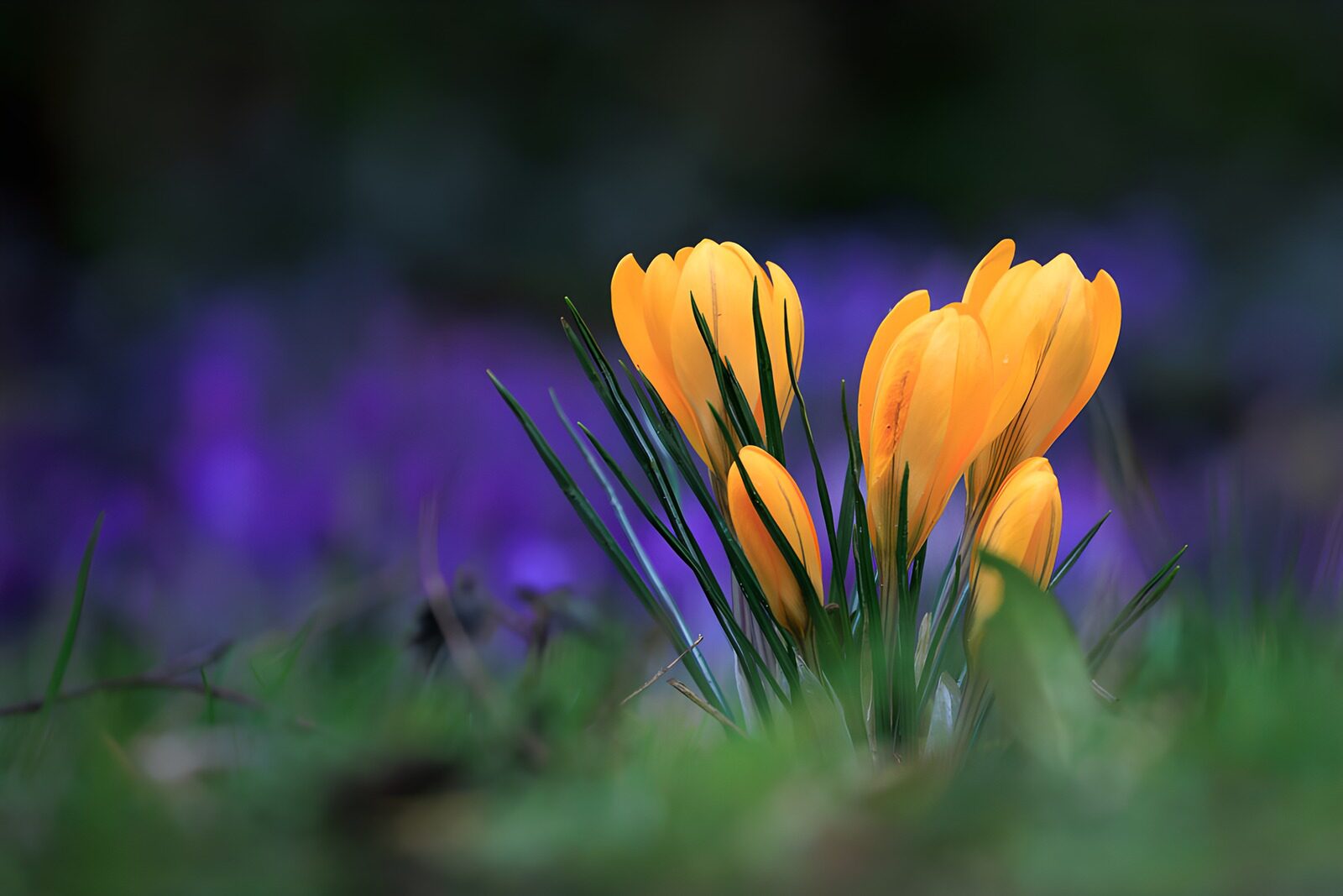 Stralende Gele Krokussen in de Natuur