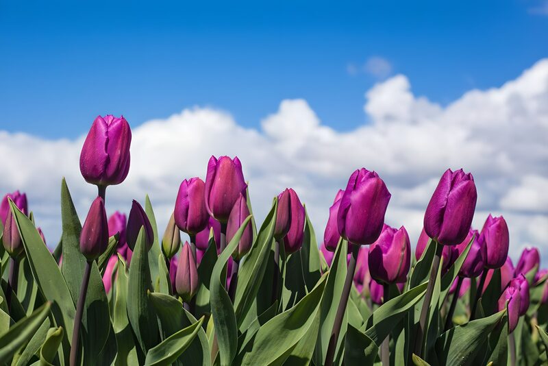 Negrita tulpen 