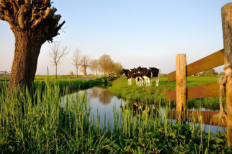 Koeien bij de Waterkant