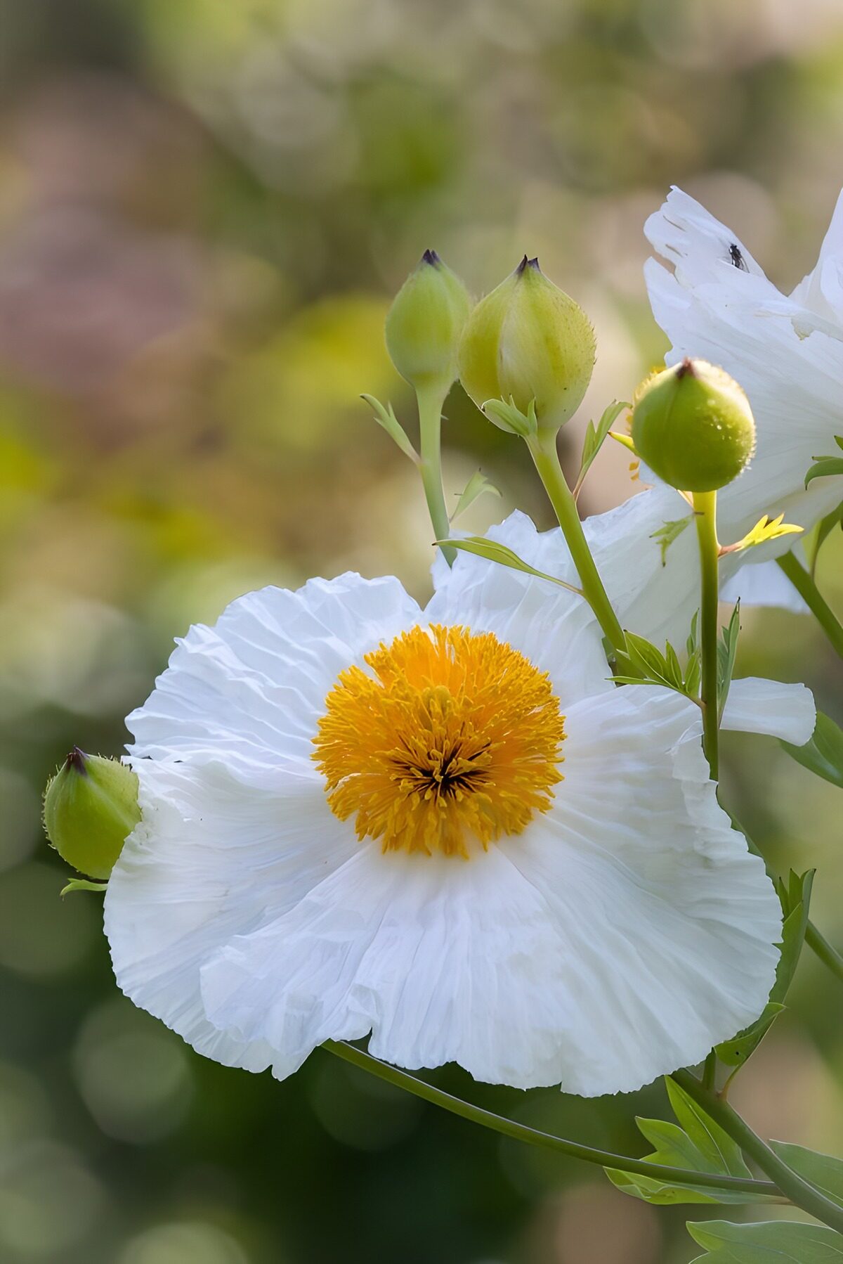 Witte papaver met gouden hart