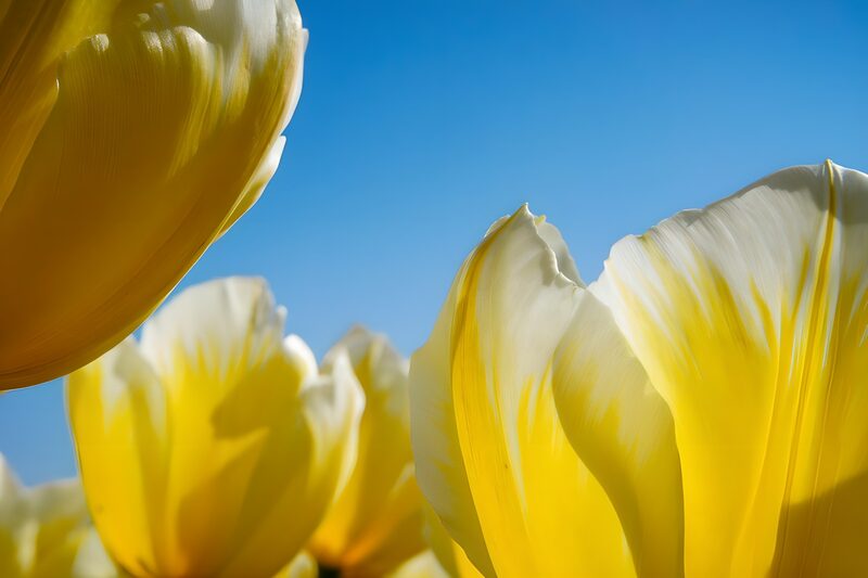 Stralende gele tulpen tegen de lucht