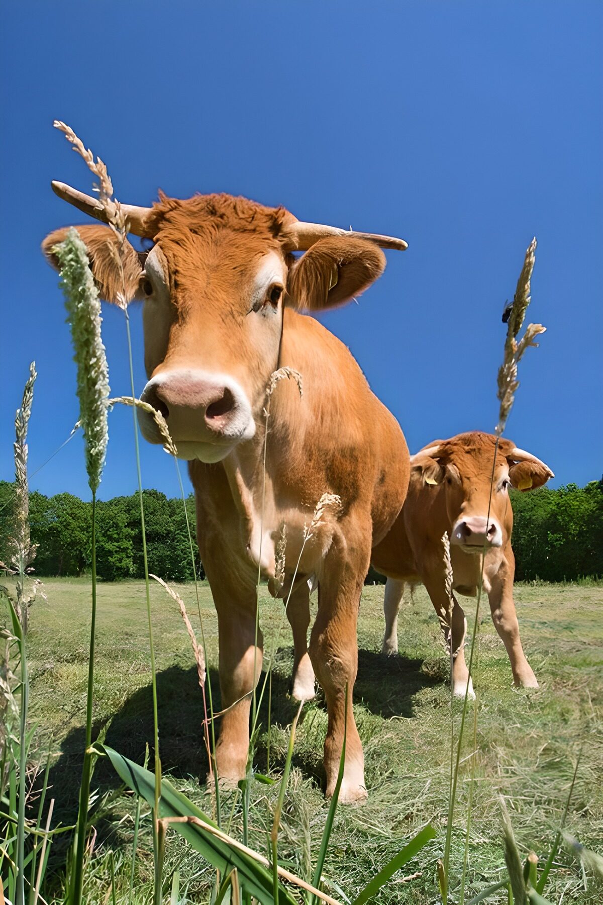 Jongvee in het groene veld