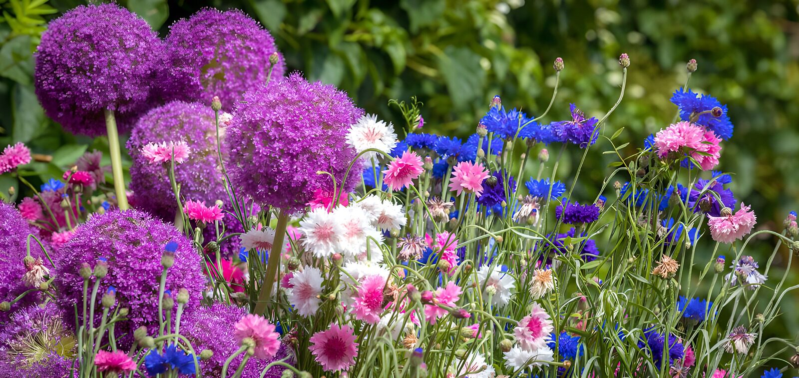 Kleurrijke Bloemenpracht in de Tuin