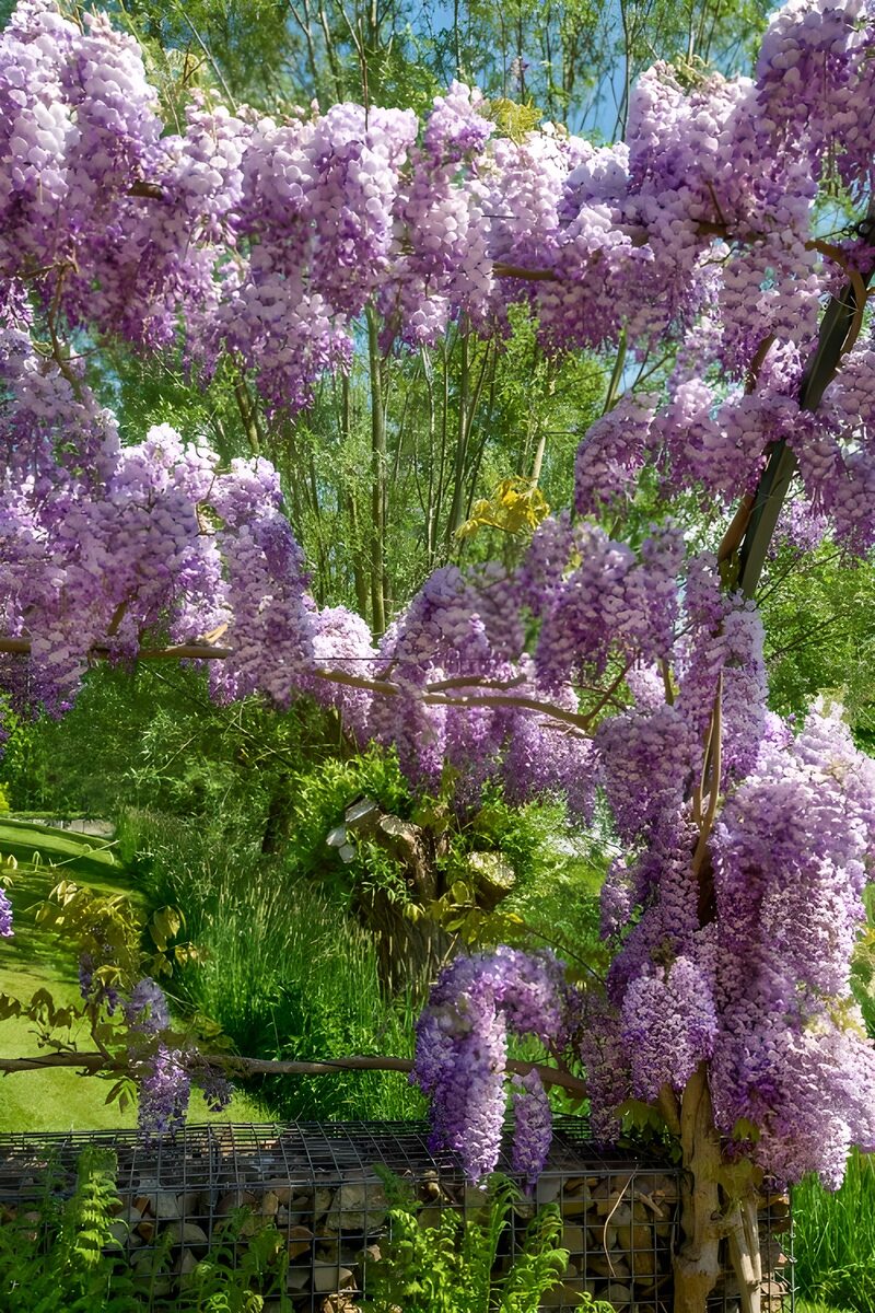 Prachtige paarse bloesems in de natuur