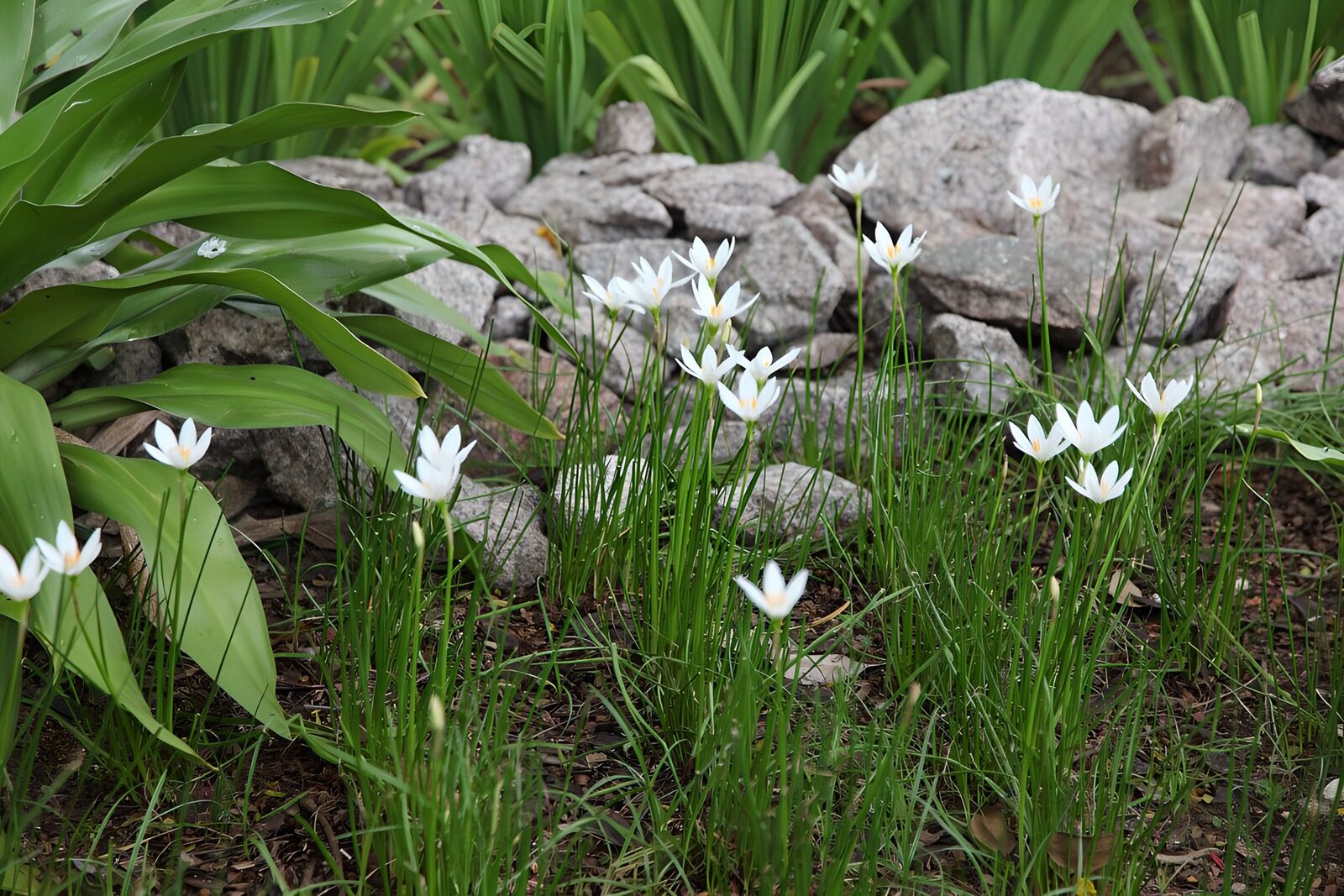 Witte bloemen te midden van stenen