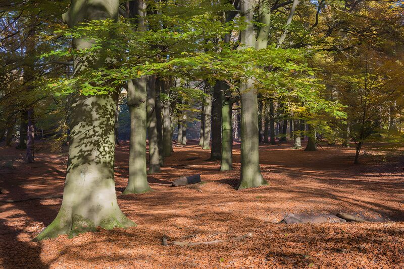 Herfstwandeling door het bos