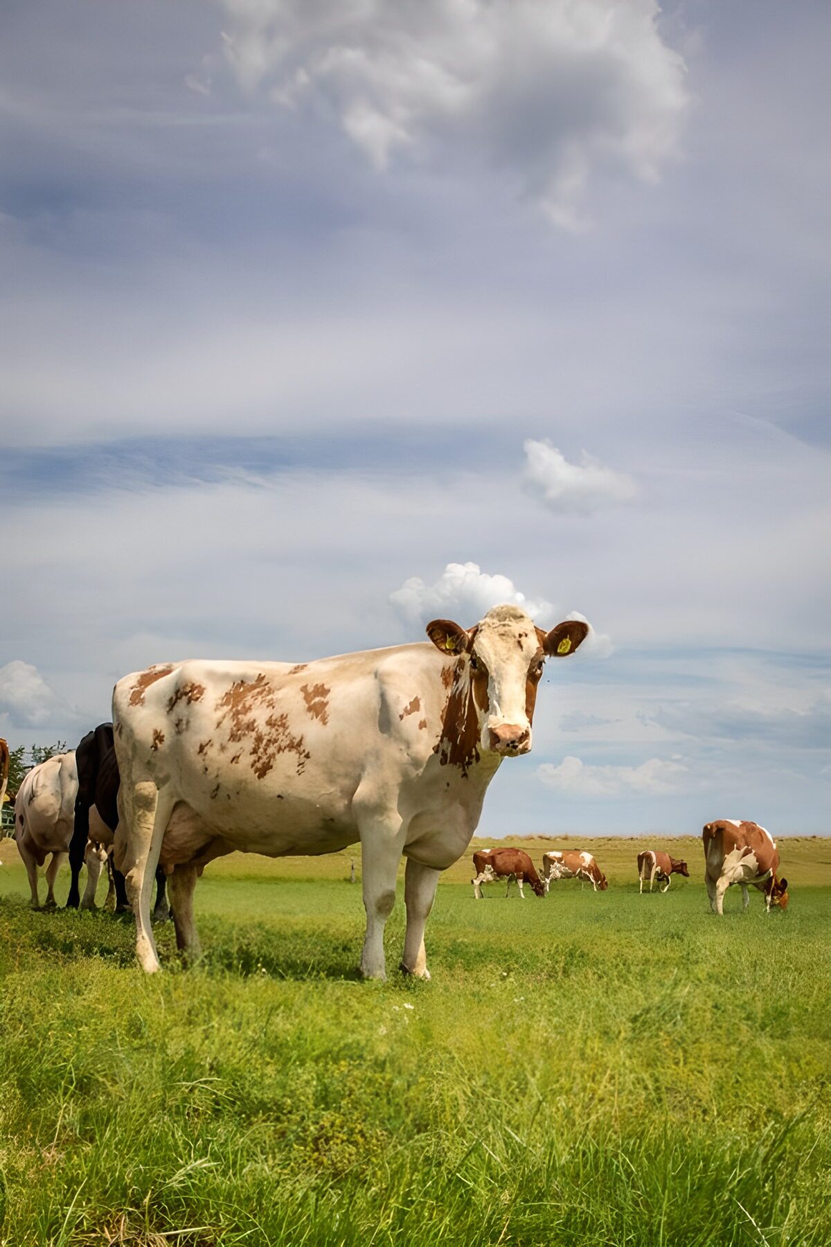 Boerderij met grazende koeien in de wei