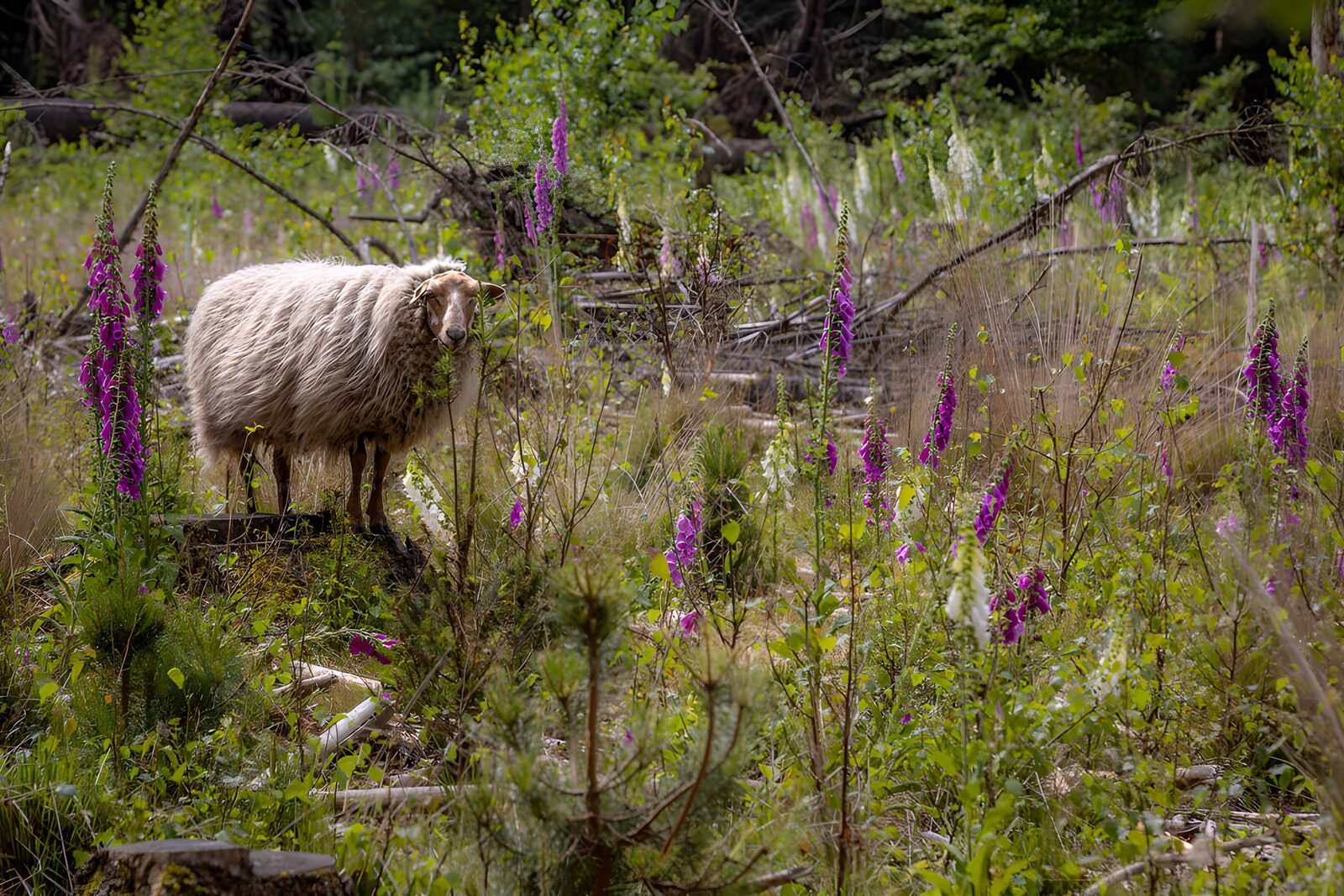 Schapen in een bloemenweide