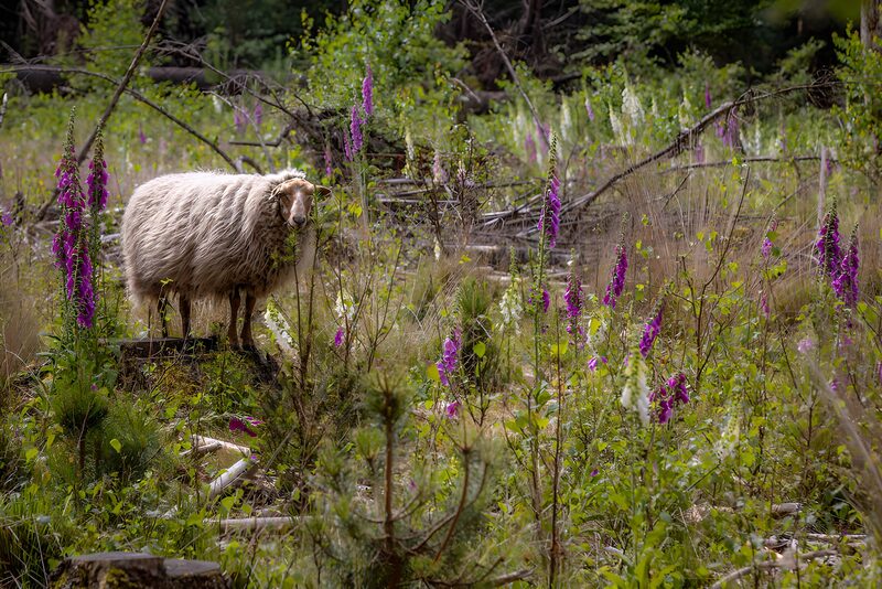 Schapen in een bloemenweide
