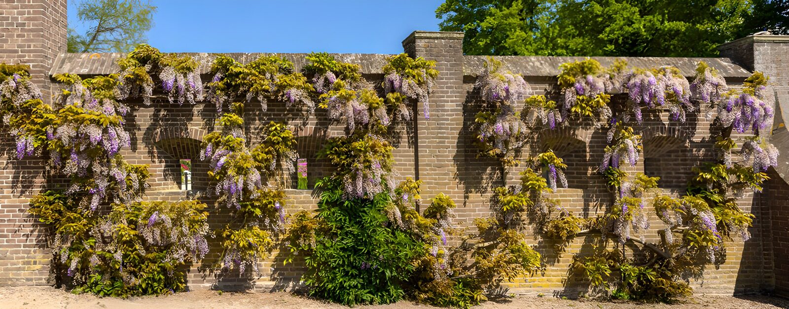 Prachtige blauwe regen tegen een muur