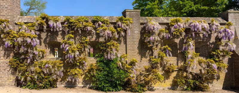 Prachtige blauwe regen tegen een muur
