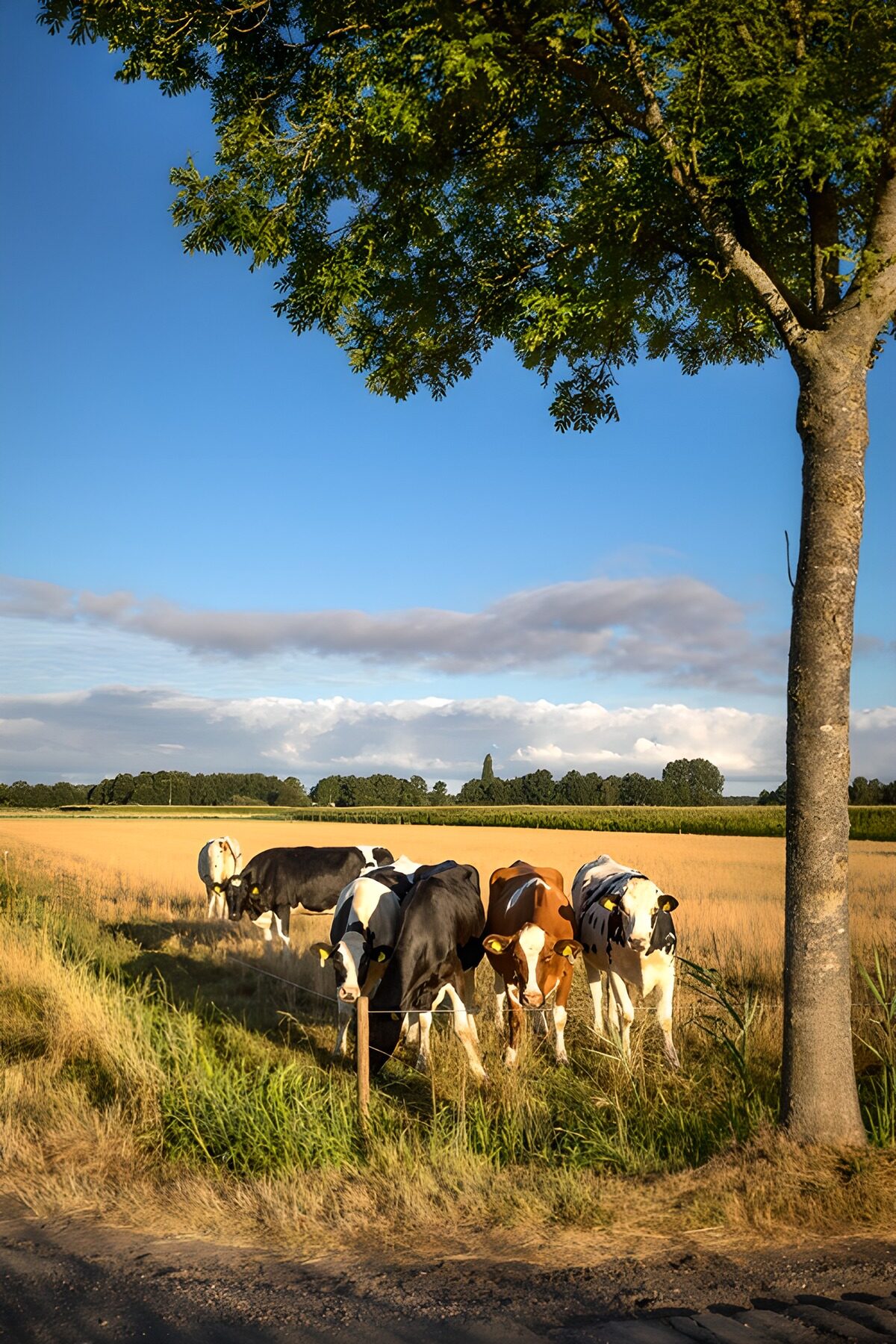 Koeien in het veld onder een boom