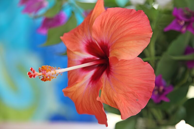 Prachtige hibiscus in volle bloei