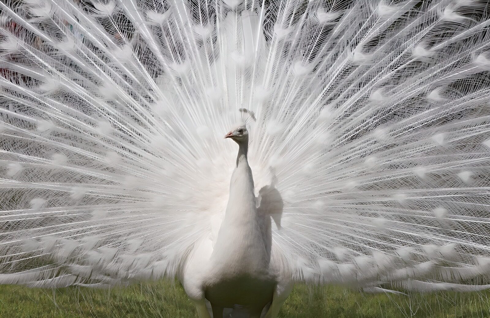 Prachtige witte pauw in volle glorie