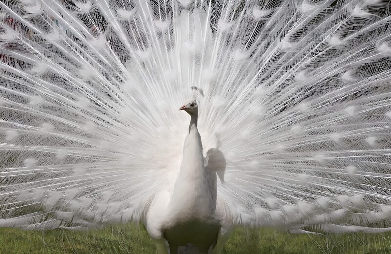 Prachtige witte pauw in volle glorie
