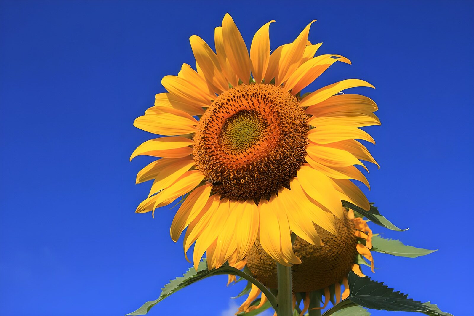 Zonsondergang met Zonnebloemen