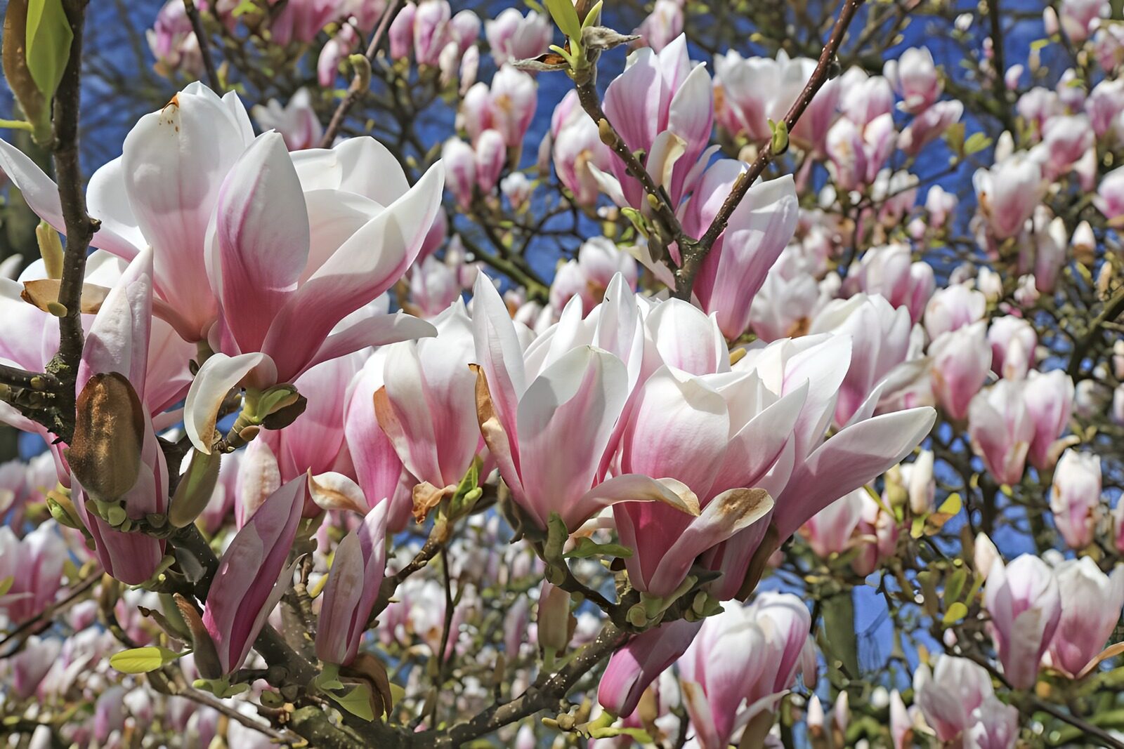 Magnolia