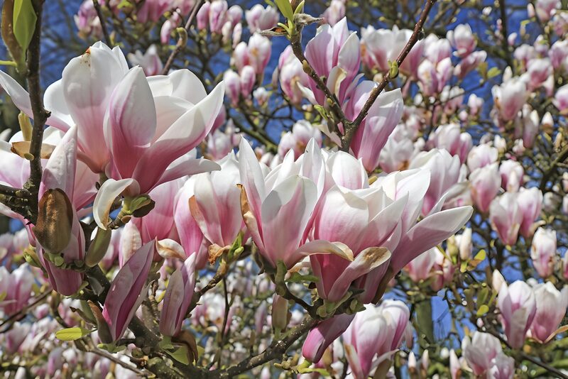 Magnolia
