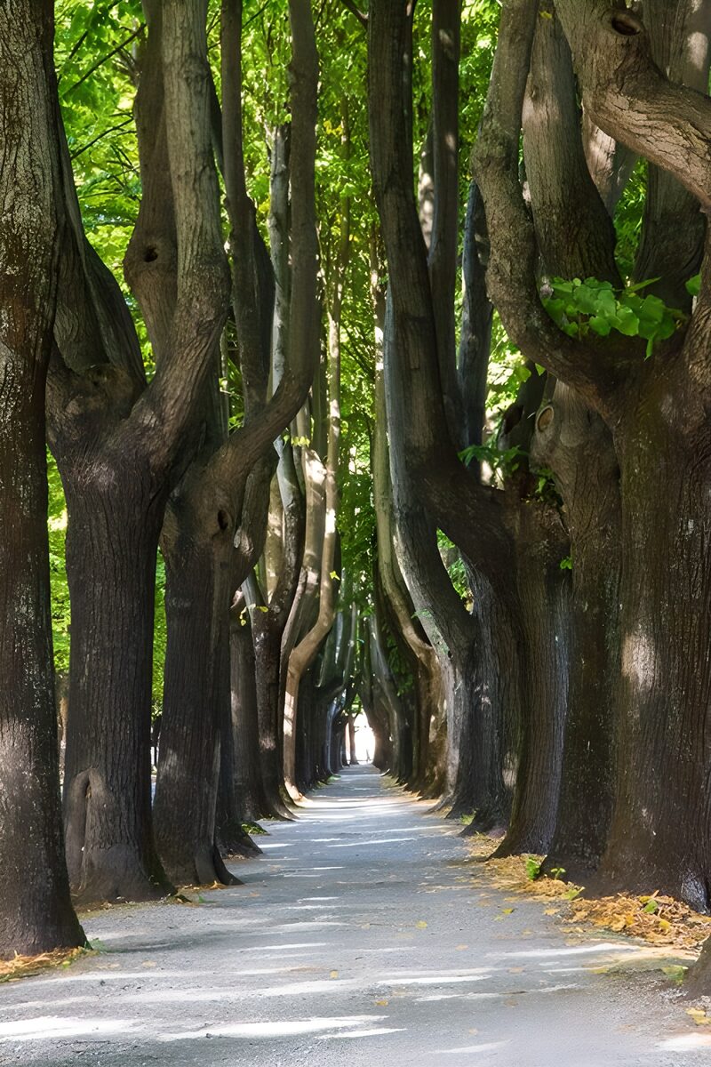 Lommerrijke laan met oude bomen