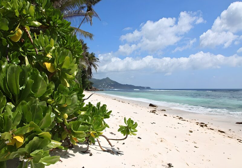 Tropisch Strand met Groene Planten