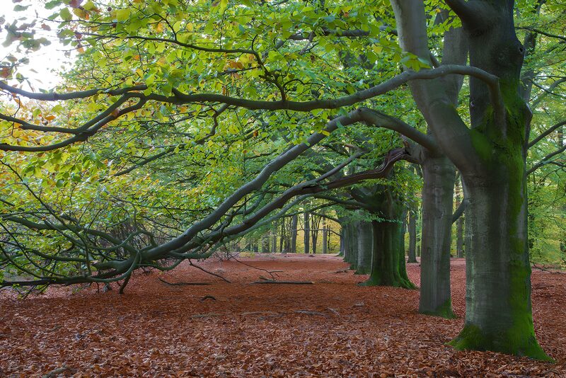 Boomgaarden in de herfst