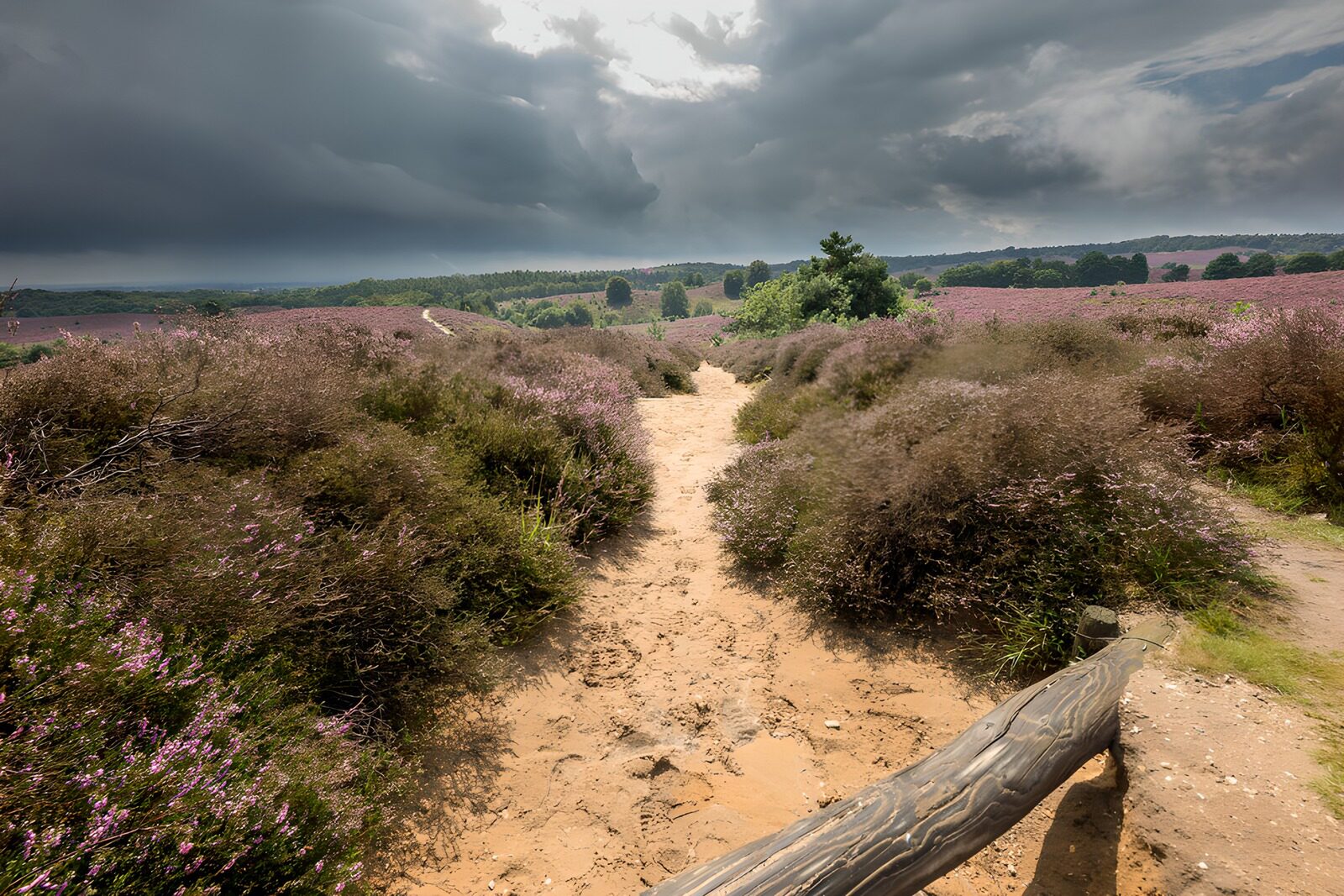 Paden door de paarse heide