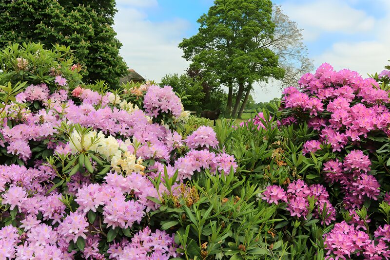 Prachtige tuin vol rododendrons