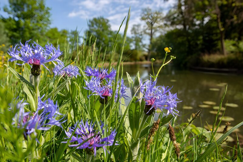 Prachtige paarse bloemen langs het water