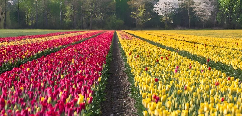 Kleurige tulpenvelden in het voorjaar