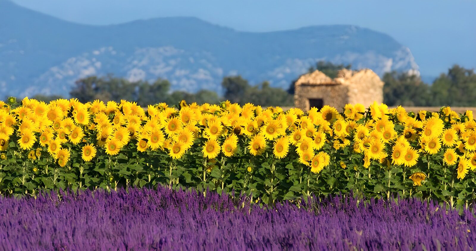 Zonnebloemen en lavendel in bloei