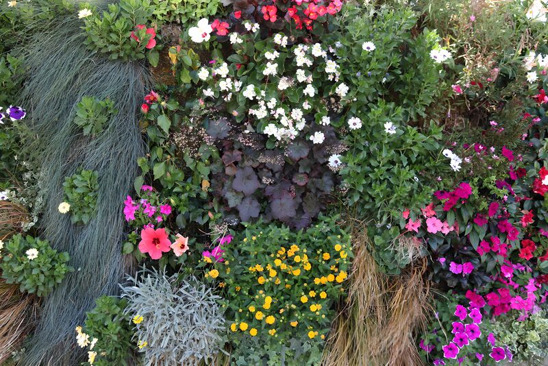 Kleurrijke bloementuin in volle bloei