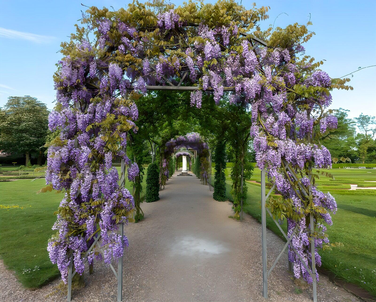 Prachtige Paarsbloeiende Wisteria-tunnel