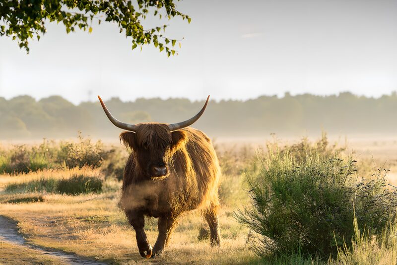 Hooglander in de ochtendmist