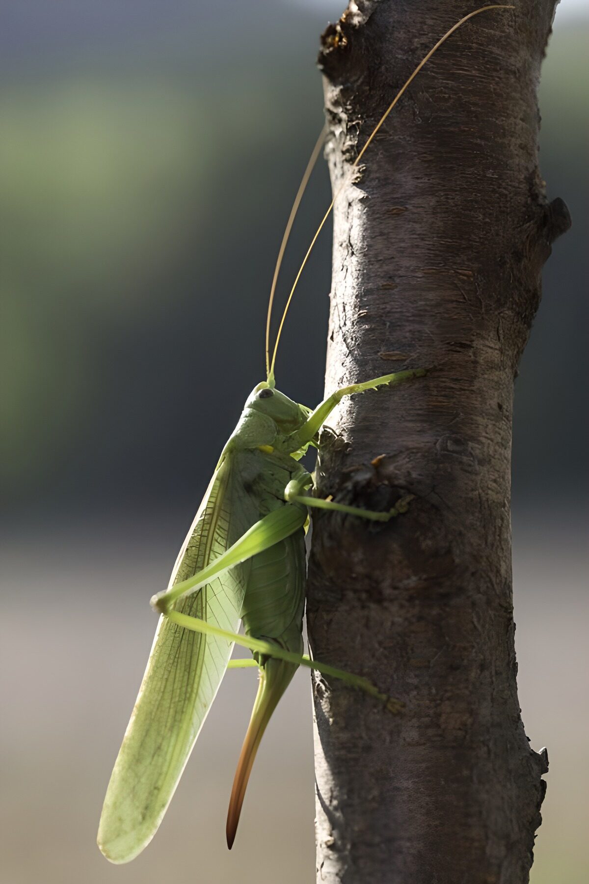 Groene sprinkhaan op een boomstronk