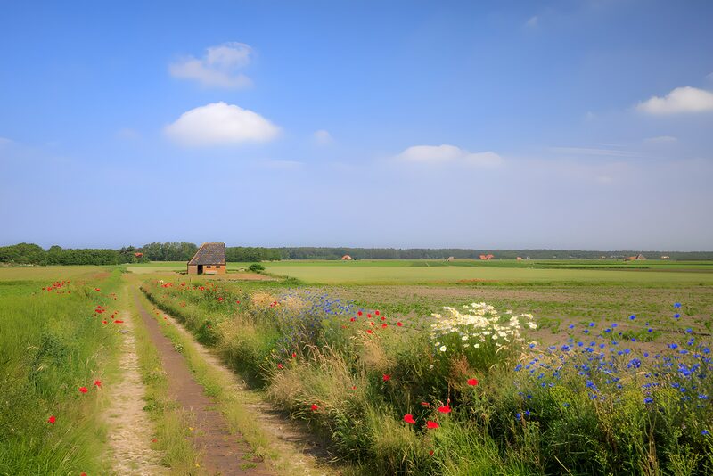 Prachtig Veldpad met Bloemen en Huisje