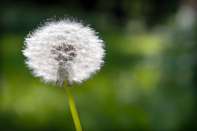 Prachtige paardenbloem in de zon
