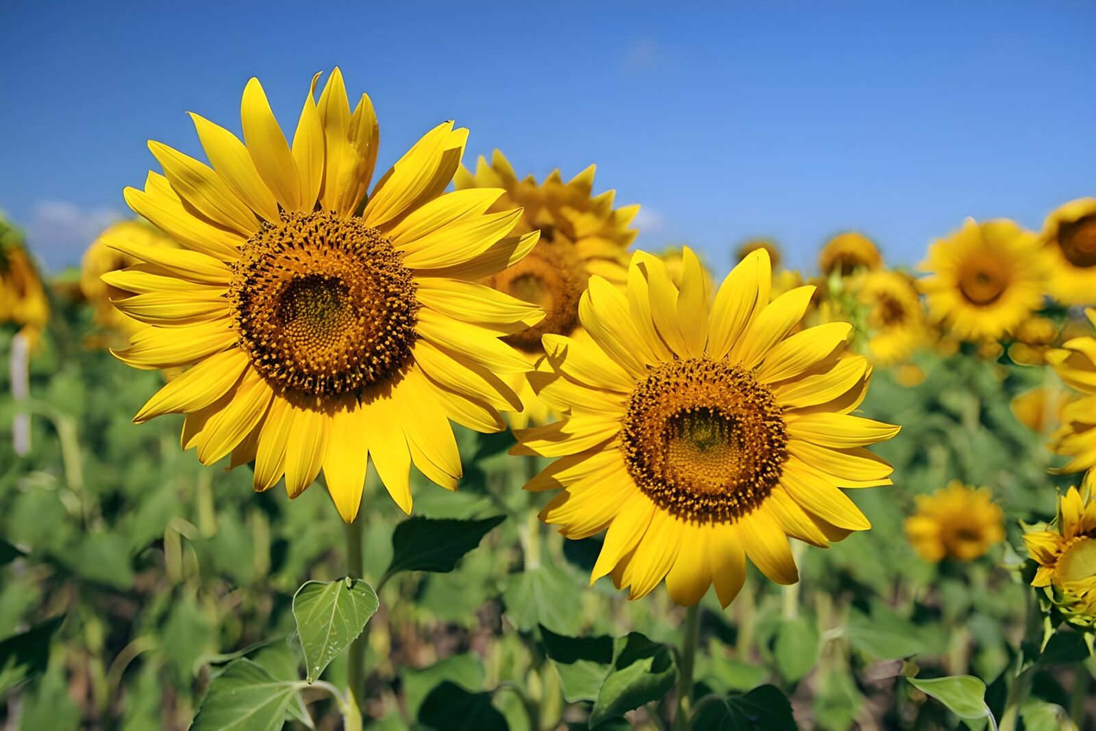 Zonnebloemen onder een blauwe lucht