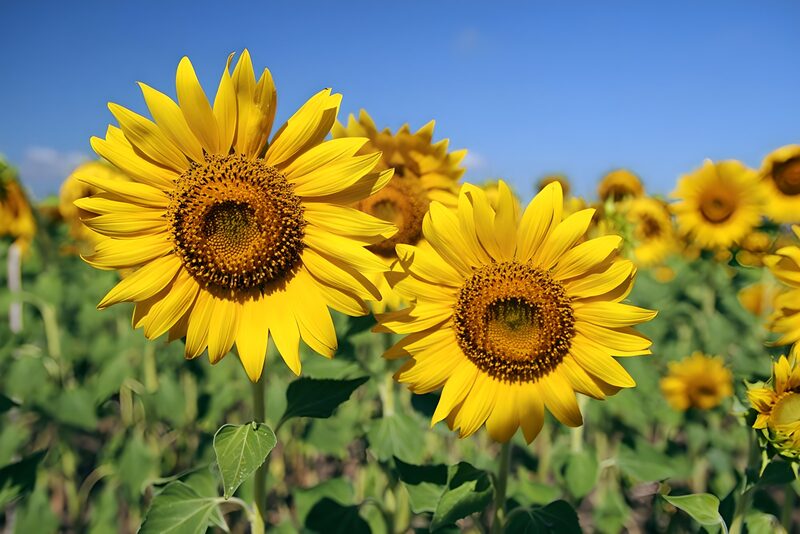 Zonnebloemen onder een blauwe lucht