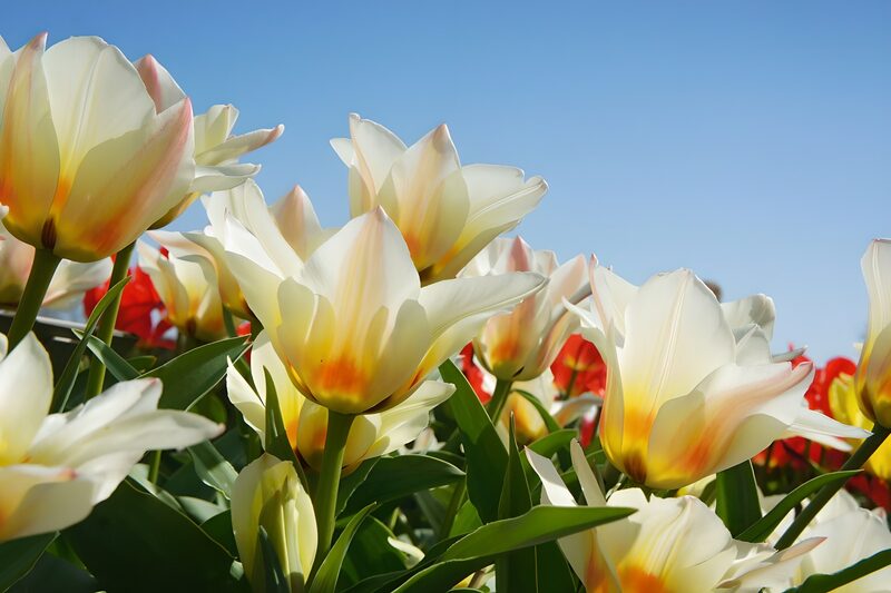 Kleurrijke tulpen in volle bloei